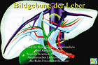 Bildgebung der Leber